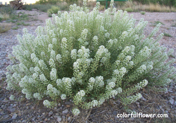 Wild bush with white flowers.