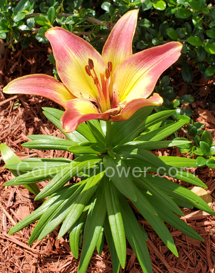 Red and yellow asiatic lily