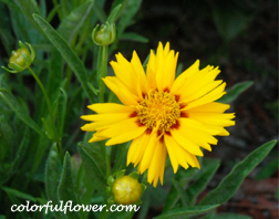 Coreopsis Rising Sun Flower