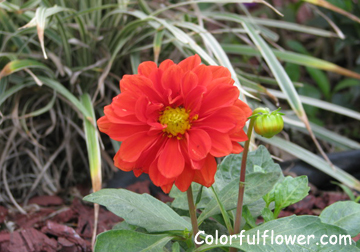 Dahlia Pinnata Figaro Orange Shades