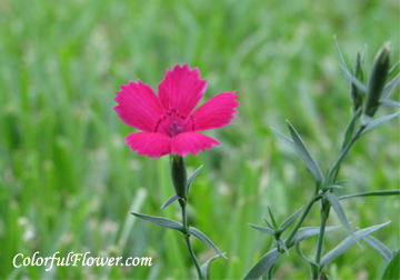 Dianthus Zing Rose