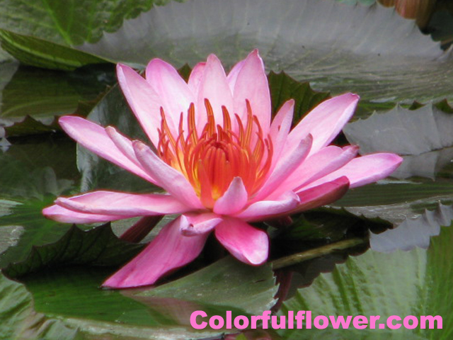 Pink Water Lily in a pond