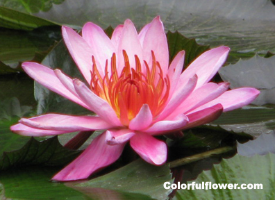 Water lily - Pink flower in a pond.