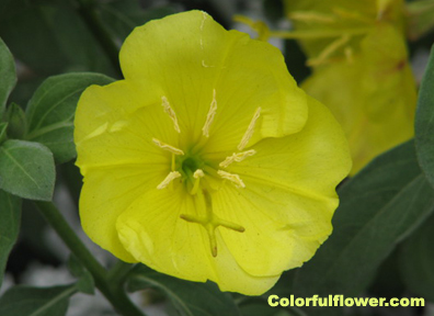 Yellow flower