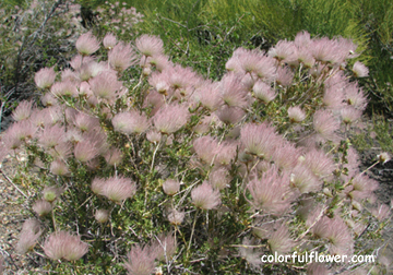 Pink Flowering Bush