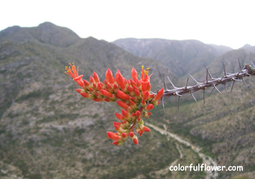 Red Flowers on Branch