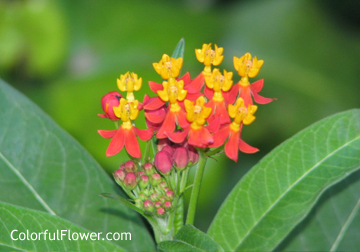 Little red and yellow flowers.