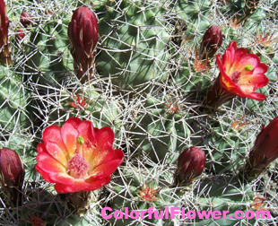 Red flowering cactus plant