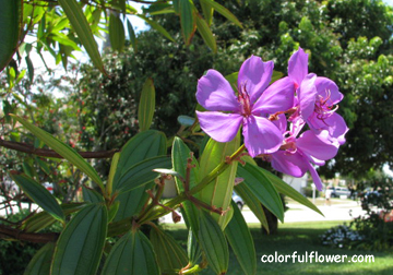 Purple Tubachina flower