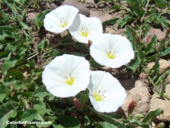 Photo of white flowers.