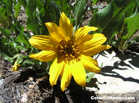 Yellow flower in the sun.