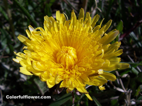 Big yellow flower- Dandelion